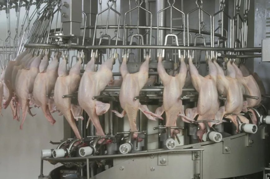 Marel Automates Poultry Evisceration Process for Cleaner, Higher-Quality Products
